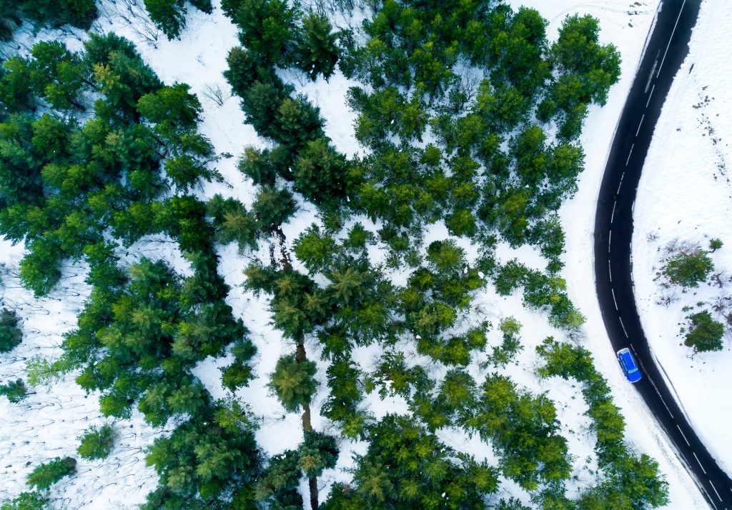 La forêt de Hallormsstaðaskógur