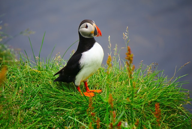 vous pouvez facilement observer les macareux en été en Islande