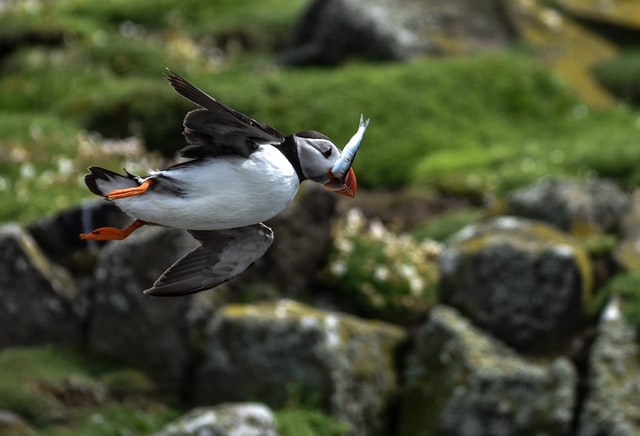 quand voir les macareux en Islande