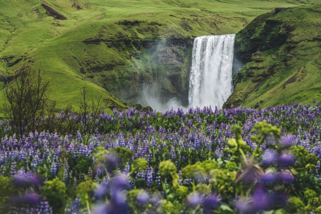 les lupins en été en Islande