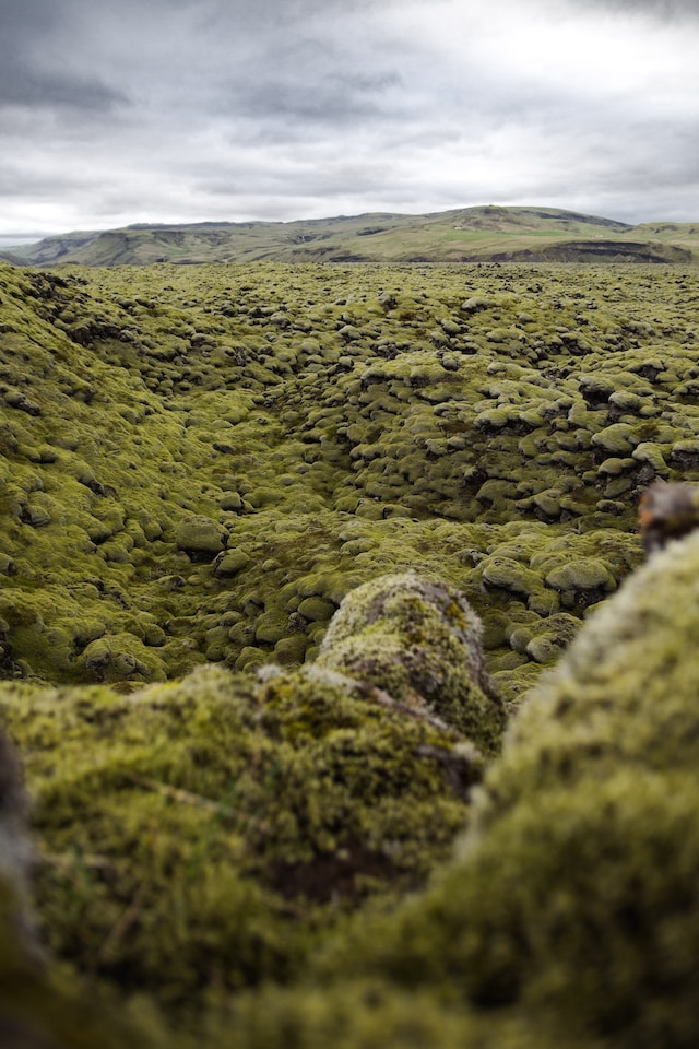 les champs de lave d'Islande sont souvent recouverts de mousse