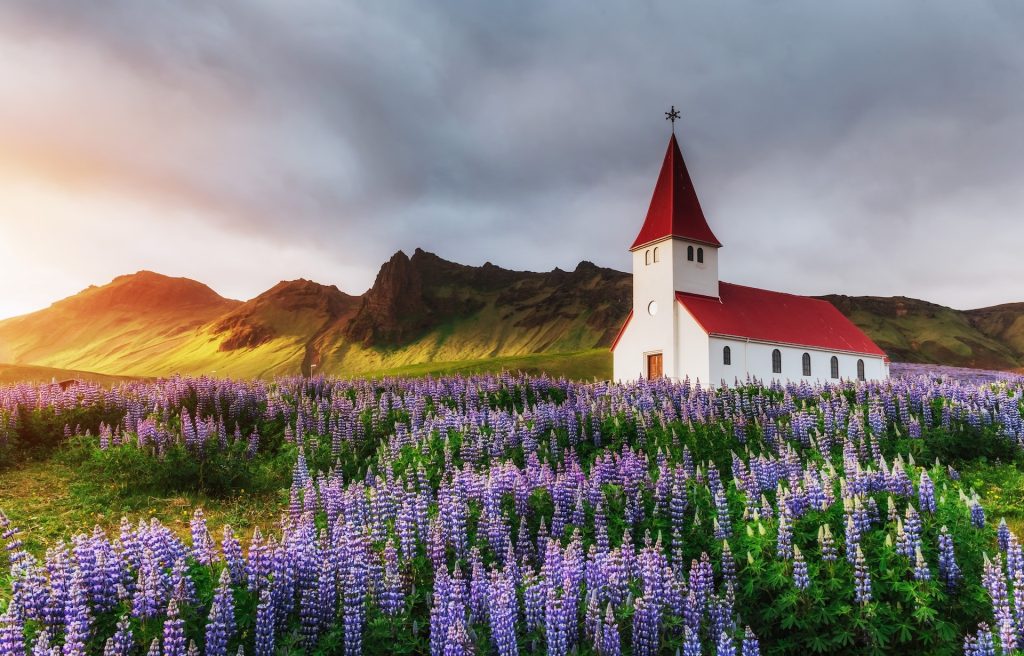 Vue d'été sur l'église de Vik et un champ de lupins