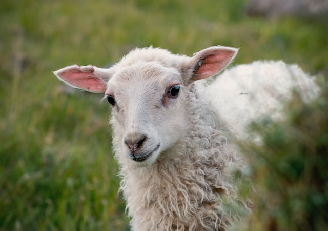Animali in strada: foto di una pecora