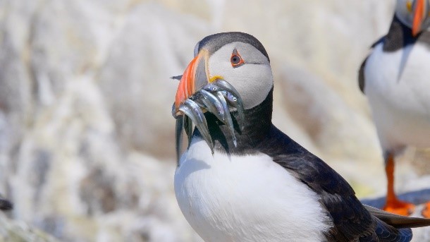 where you can see puffin in iceland