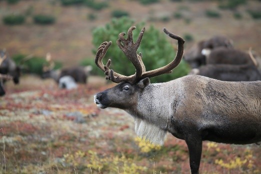 where can you see the reindeer in Iceland