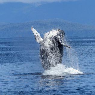 What Icelandic wildlife has to offer part 2 What Icelandic wildlife has to offer part 2
