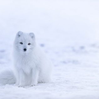 What Iceland animals could I see on my self-drive trip?