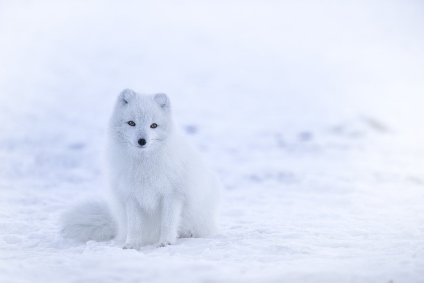 where you can see arctic fox in iceland
