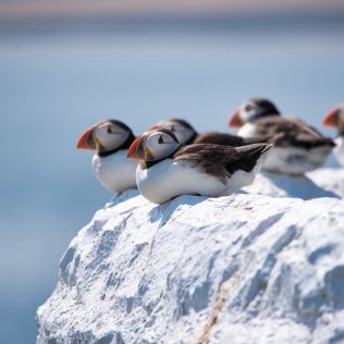 puffins in iceland