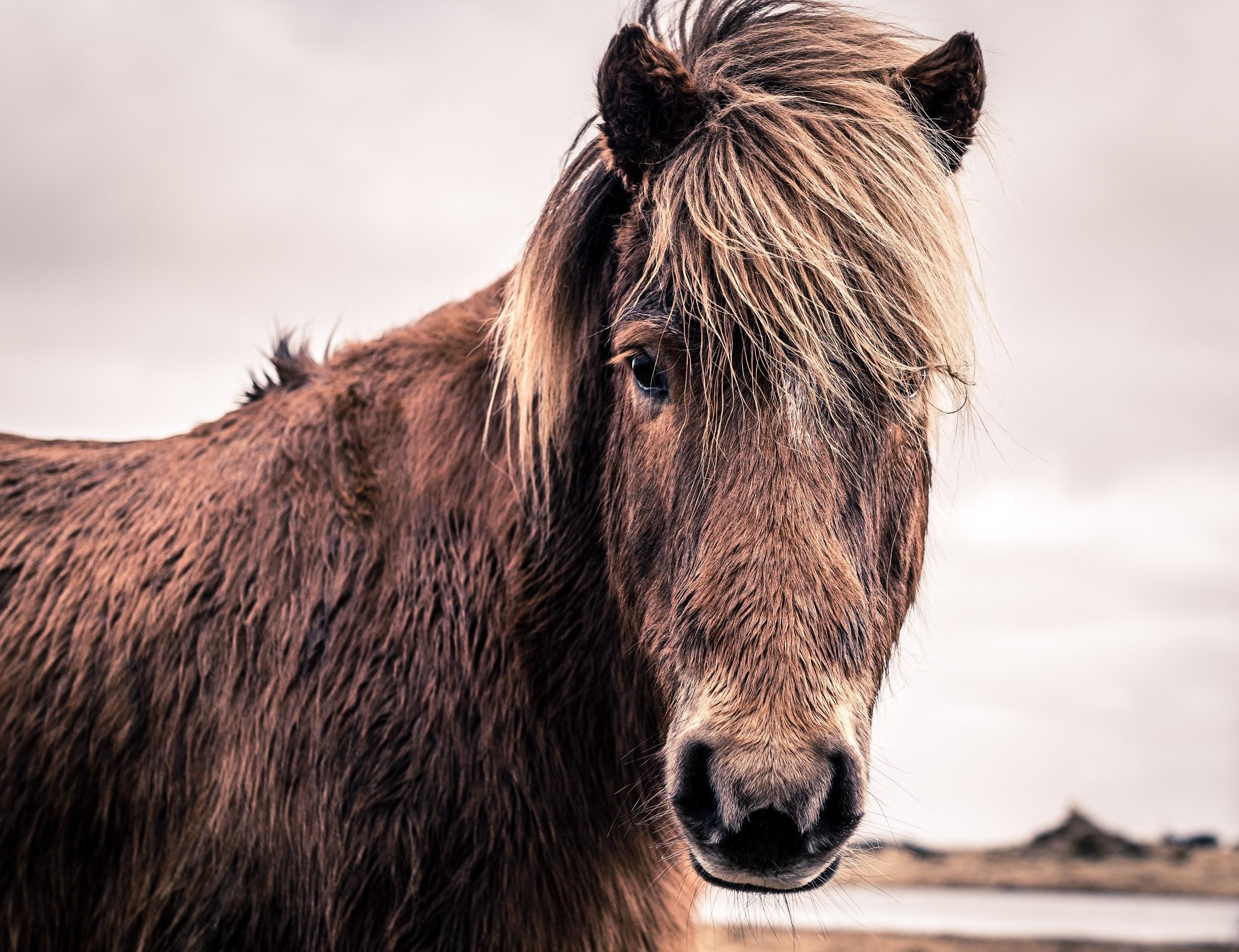 Horse hair. Волосы лошади. Коричневая лошадь. Прически для лошадей. Исландская лошадь.