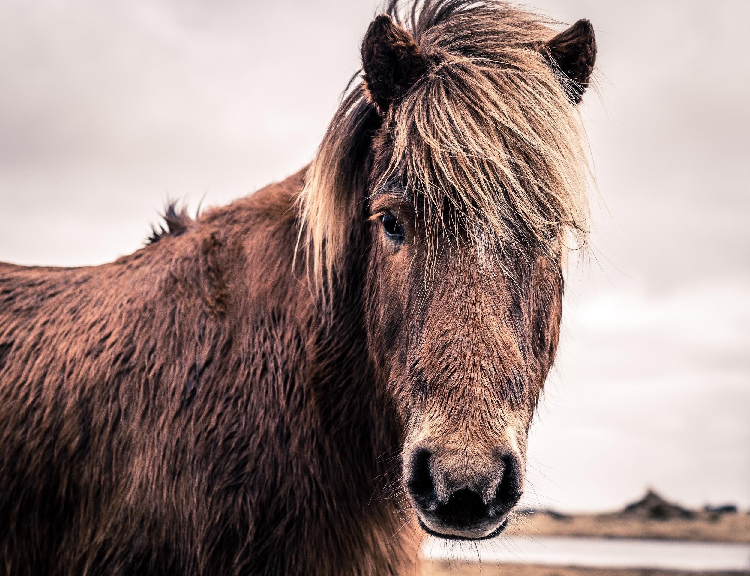 Horse hair