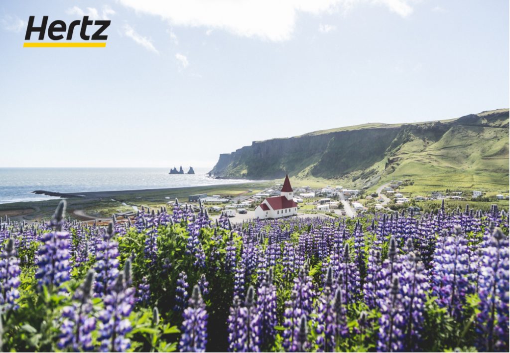 summer is the lupin season of Iceland