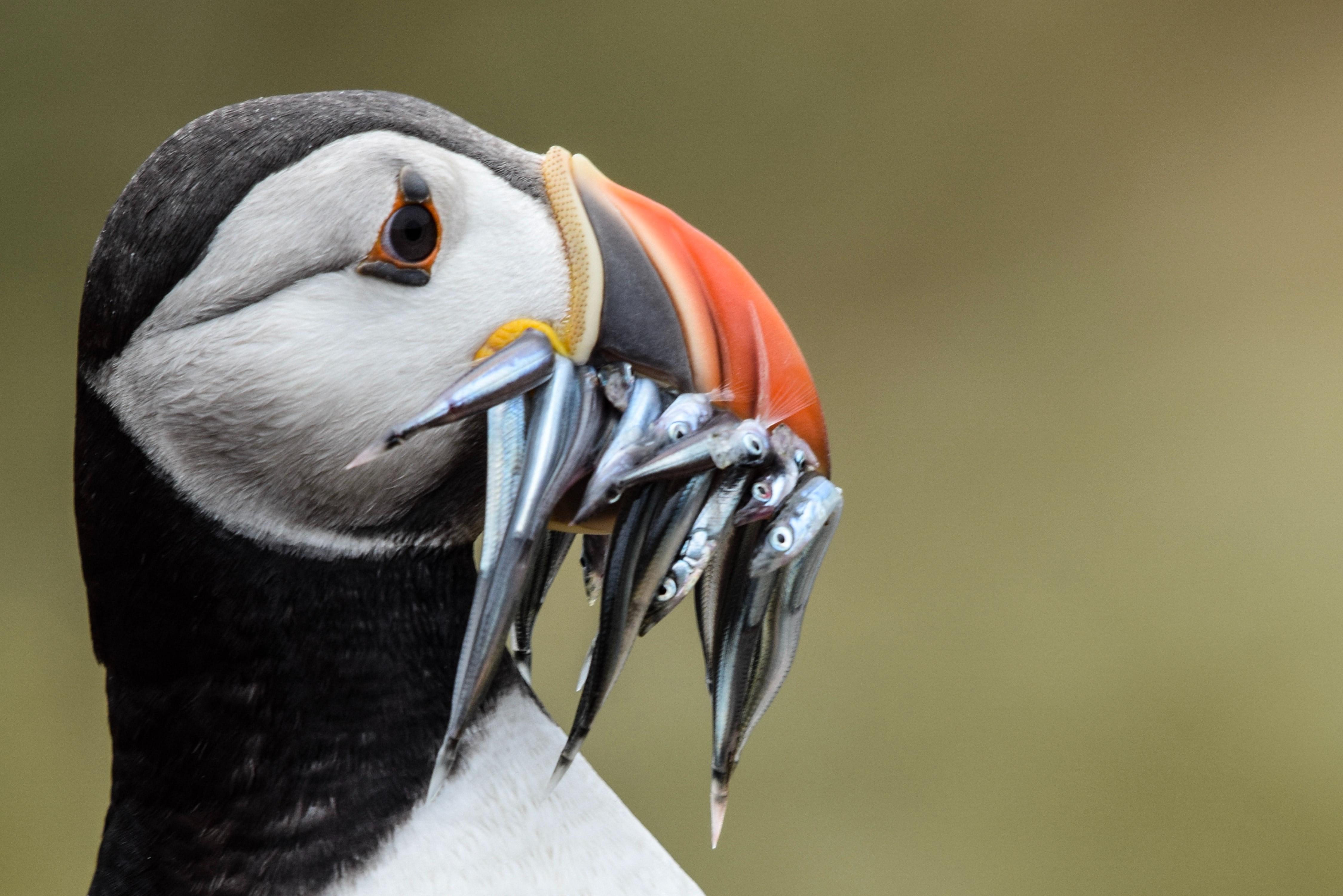you can easily find puffins in Iceland during summer time