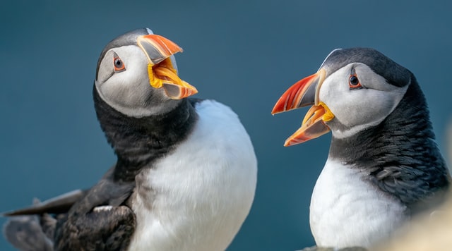 Ingólfshöfði Nature Reserve  is one of the best spots to see puffins in Iceland 