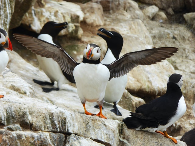 join a tour and see the puffins in iceland