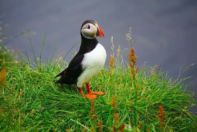 you can easily see puffins in Iceland during summertime 