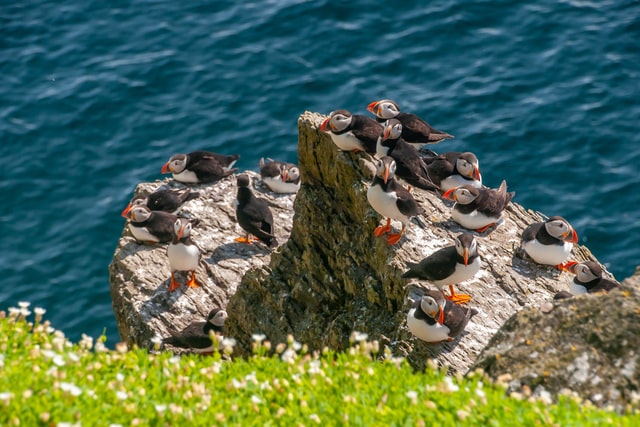 find the puffins at Látrabjarg  iceland 