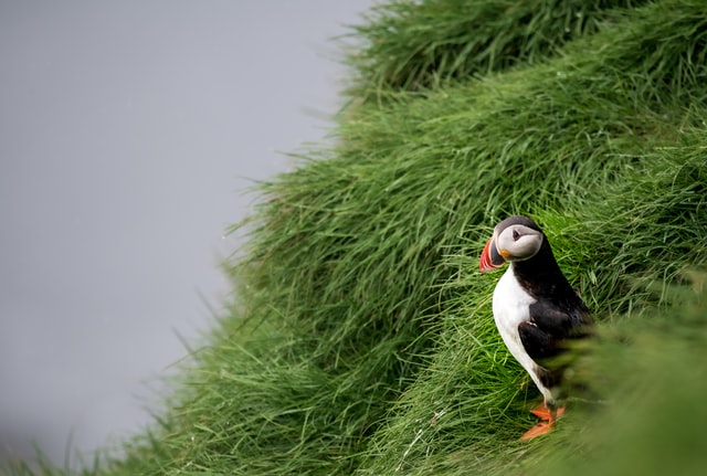 seeing puffins with responsibility 