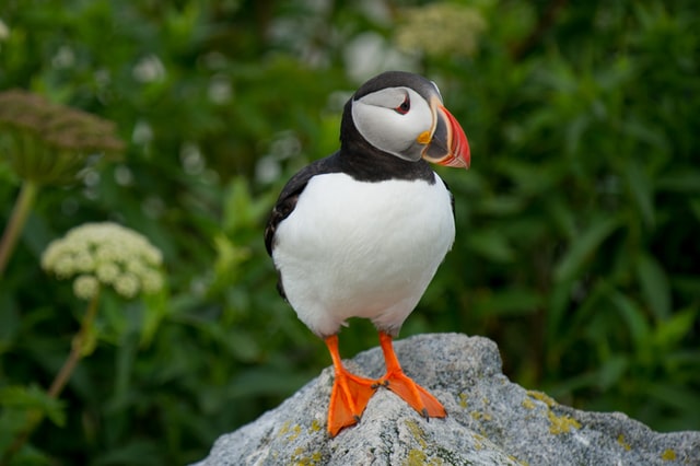 best places to see puffins in Iceland 