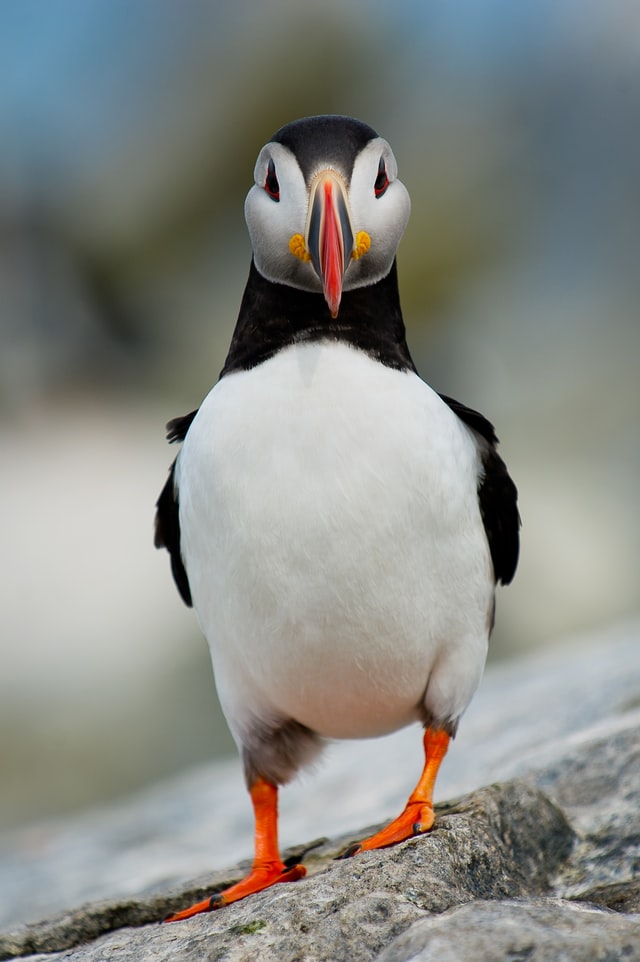 a guide to where and how to see a puffin in iceland