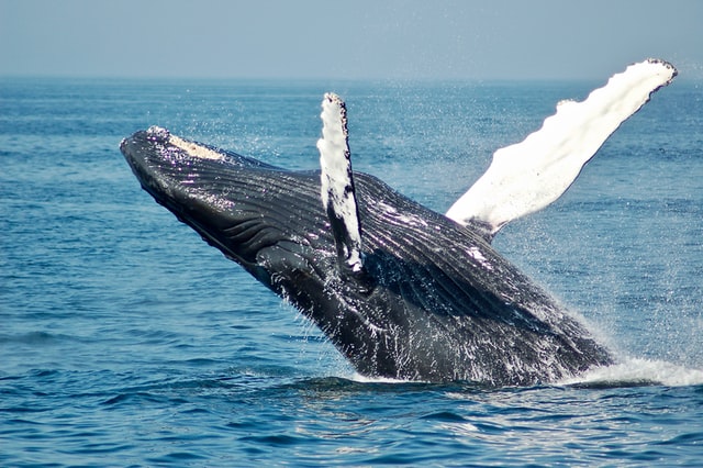 whale watching in Iceland 