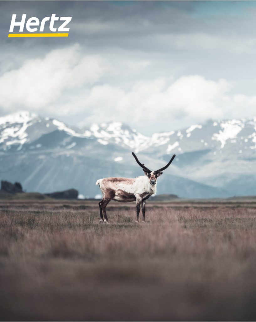you might see a wild raindeer when you visit Iceland in october 
