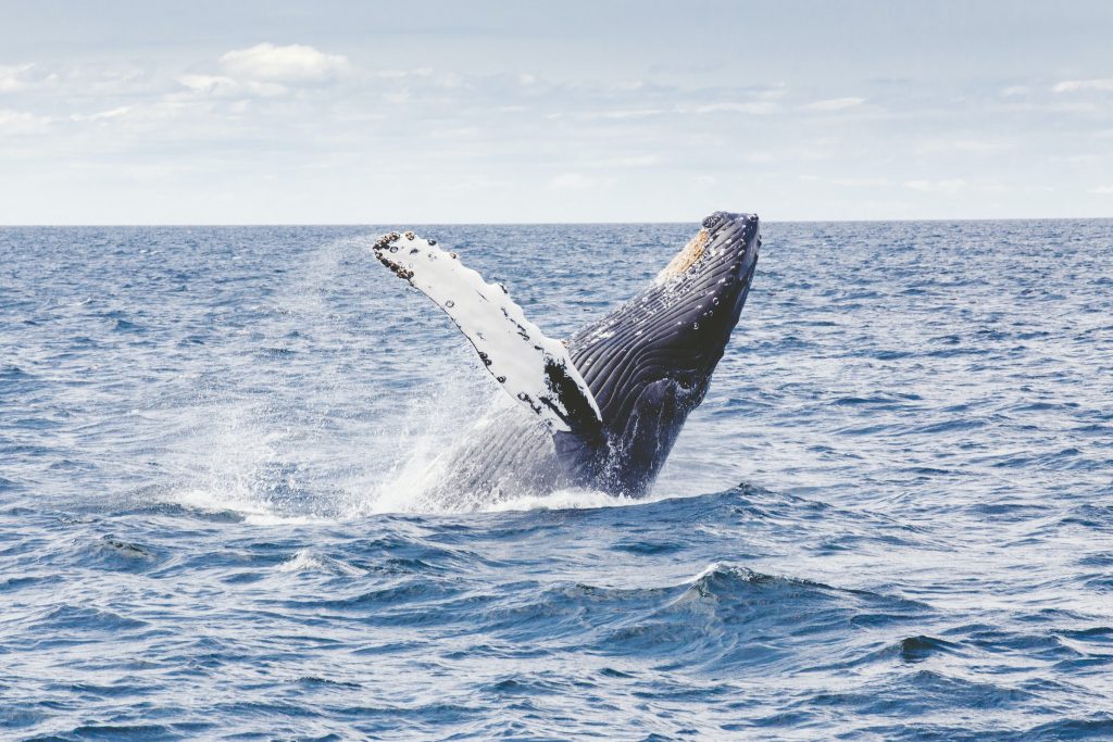 whale watching in iceland 