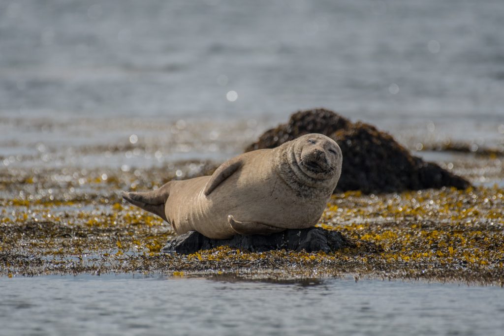it is possible to spot a wild seal at Ytri Tunga Beach  Iceland 
