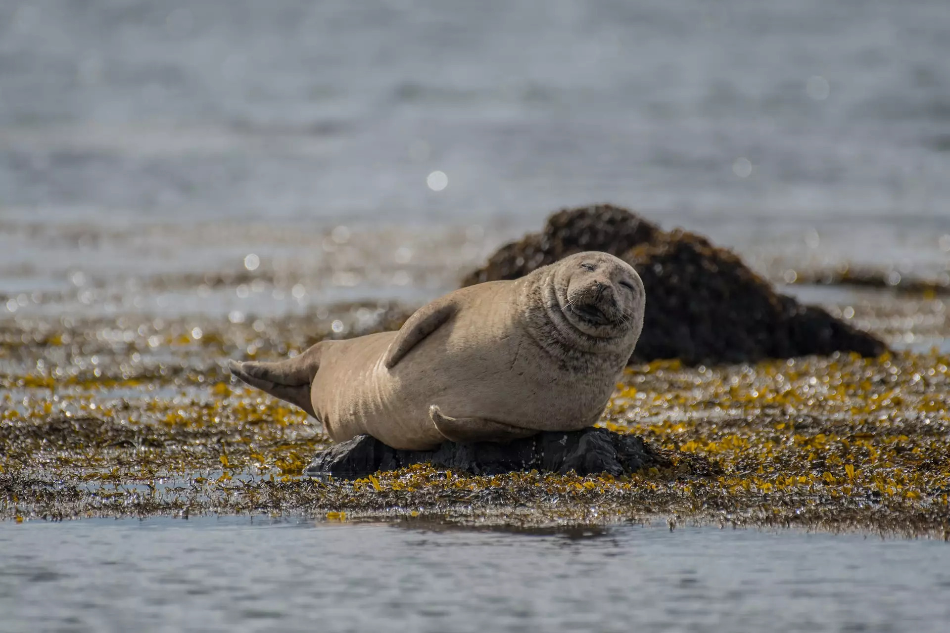Es posible avistar focas salvajes en la playa de Ytri Tunga, Islandia.