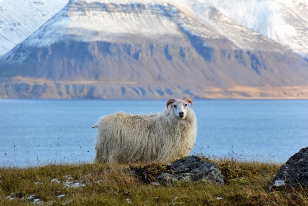 you might see a Icelandic sheep when travelling the diamond circle