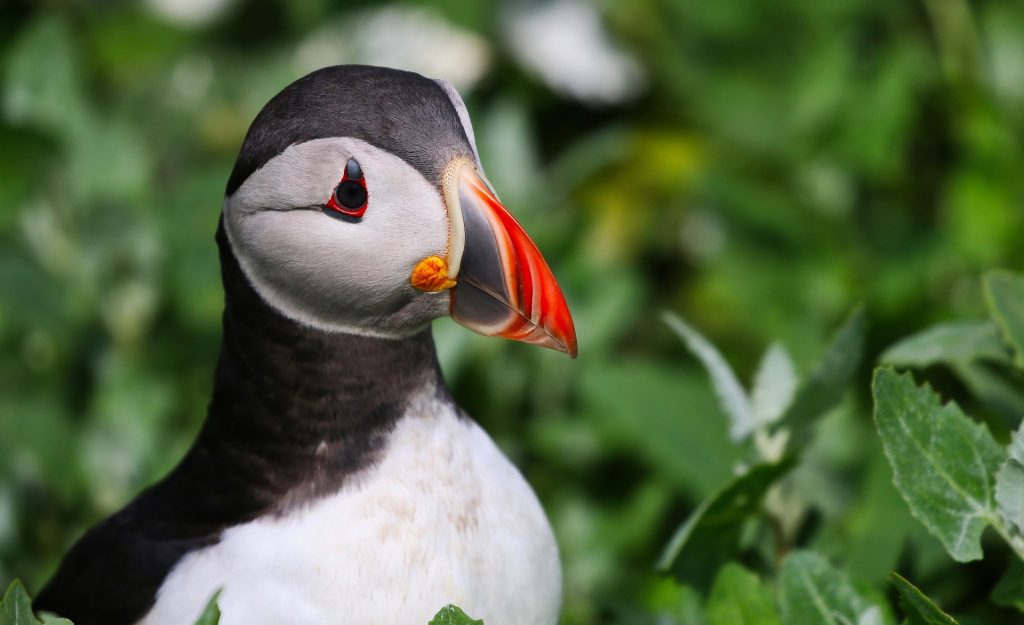 puffin in summer iceland
