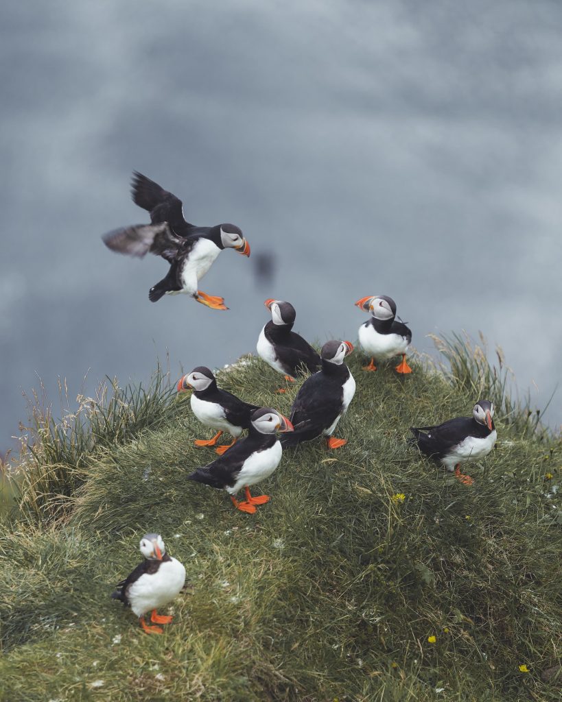 puffins in iceland are only visible in summer