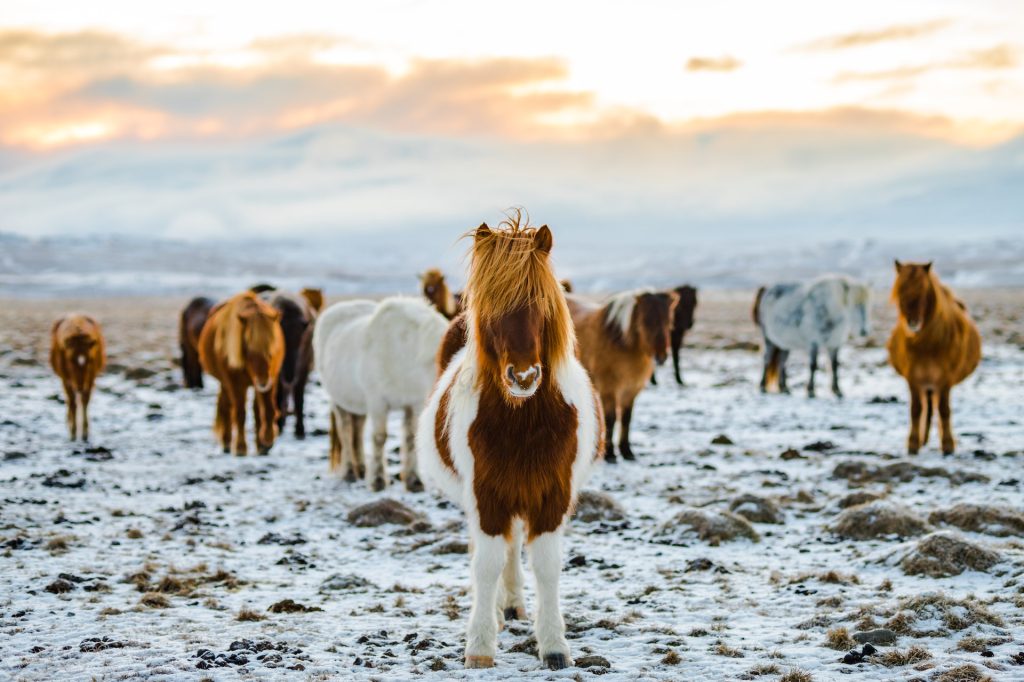 ride a icelandic horse in Iceland 