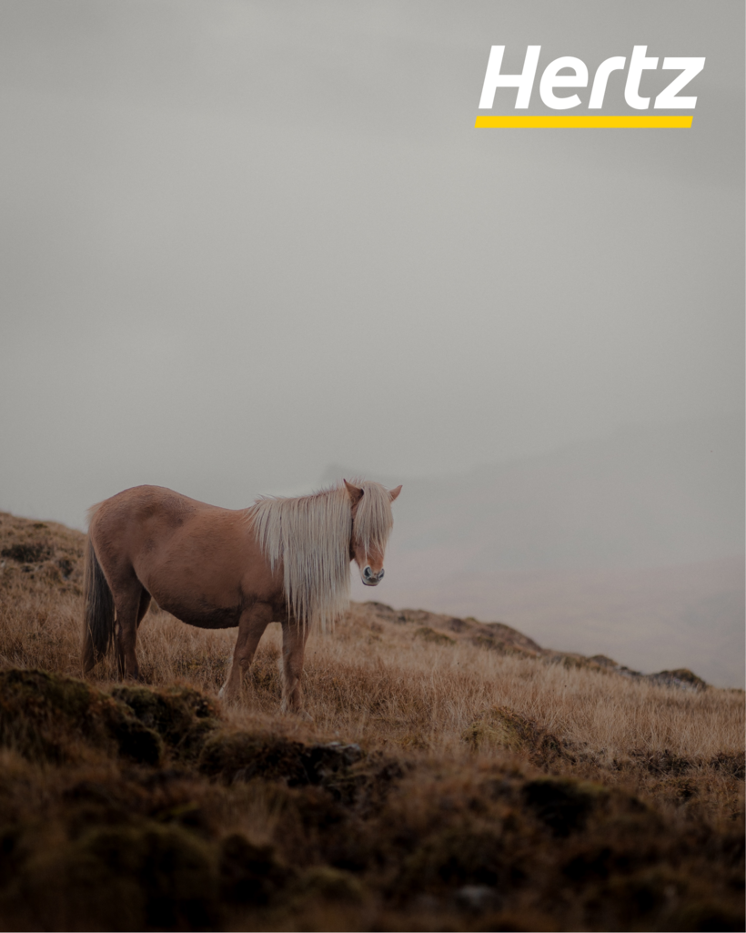 iceland horse