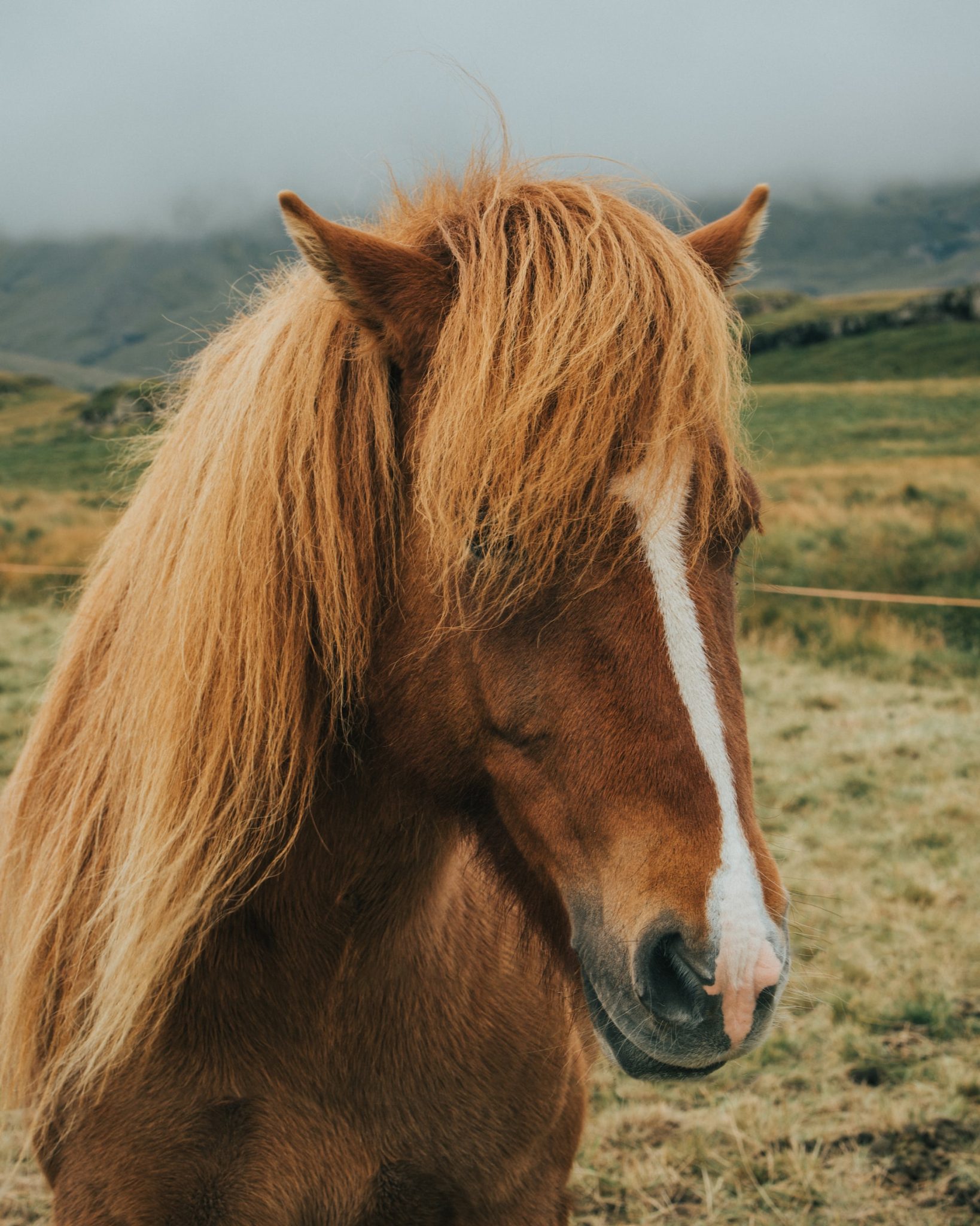 Caballo islandés en mayo en Islandia.