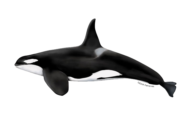 you might see a killer whale, Orca in iceland