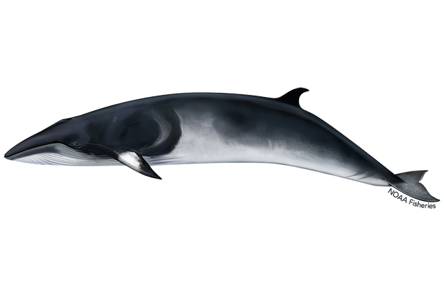 Minke Whale is visible in Iceland 
