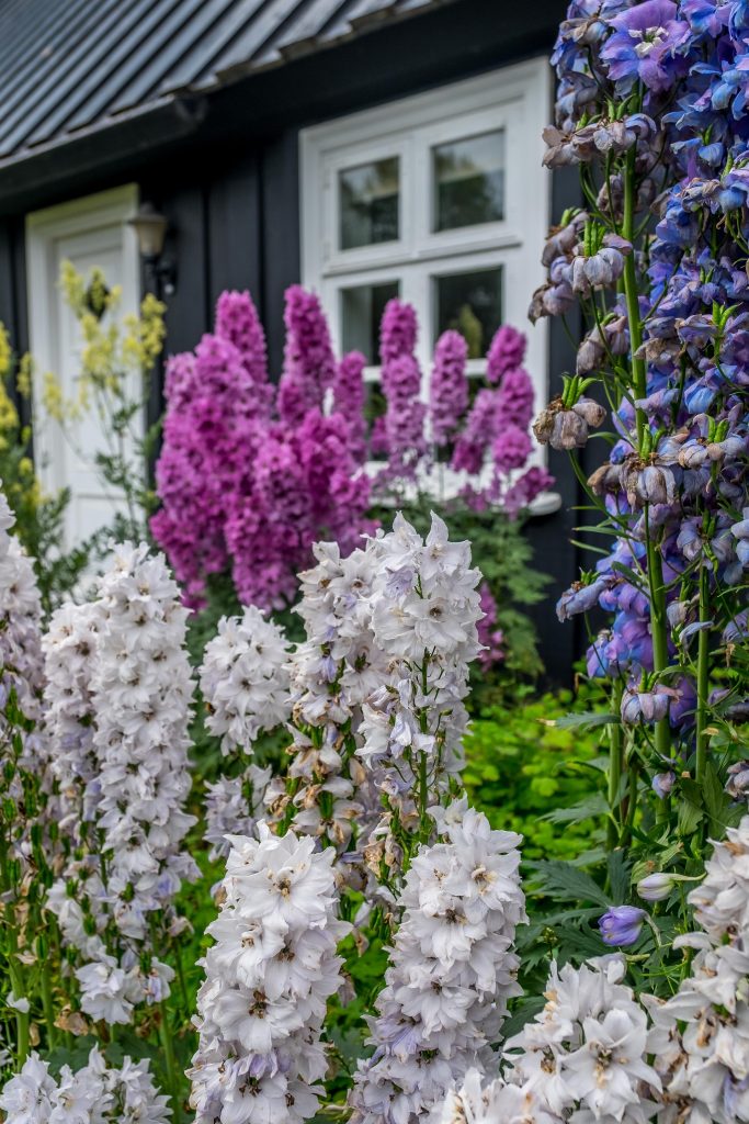 the artic Akureyri Botanical garden in North Iceland