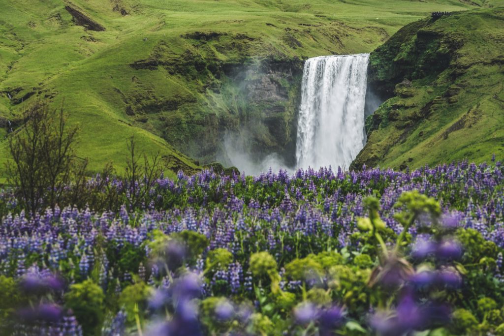 summer view of Skogafoss with Lupine flowers 