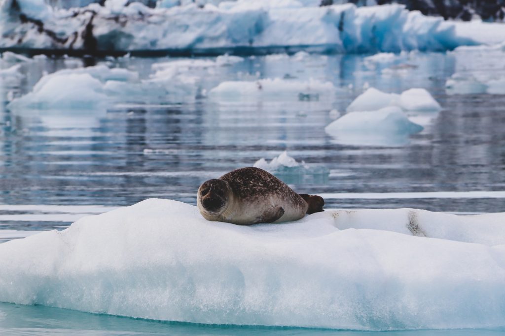 There is a possibility to see wild seal in Jokulsarlon Iceland