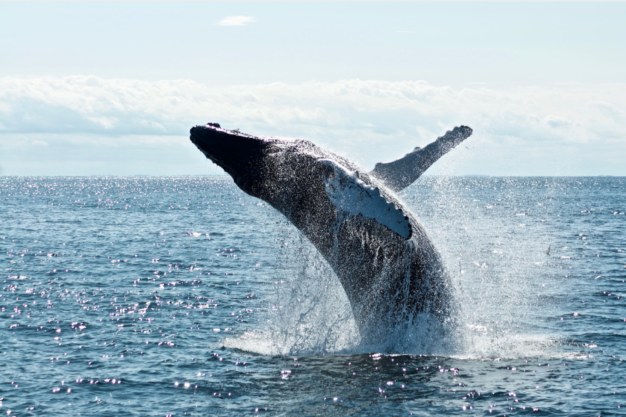 guide to whales watching in Iceland