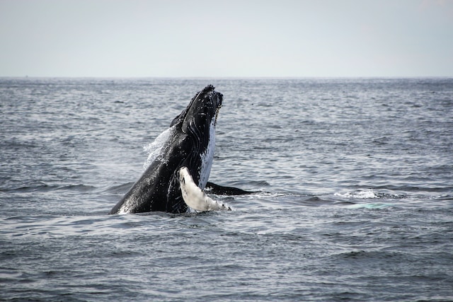 a humpback whale jumping out from the Icelandic water