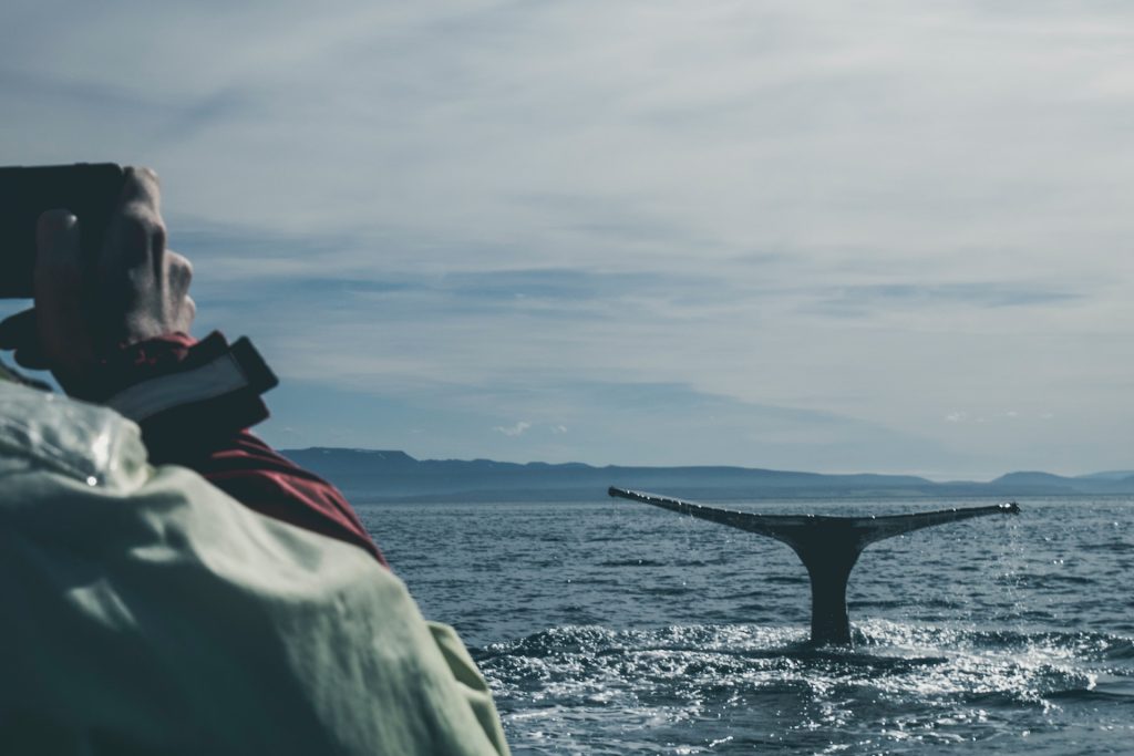 join a whale watching tour in Iceland