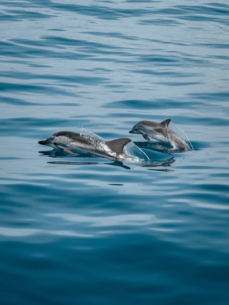 you might also spot dolphins in Iceland with the whale watching tour