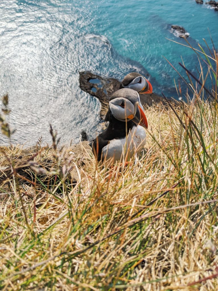 if you are visiting Iceland in Summer, you can see the puffins