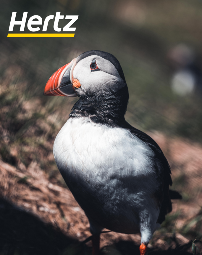 you can see puffins in Iceland in august