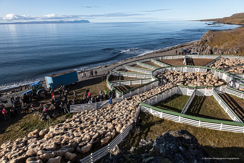 Icelandic sheeps are gathered every year in September 