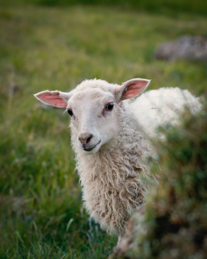 the cute Icelandic sheep
