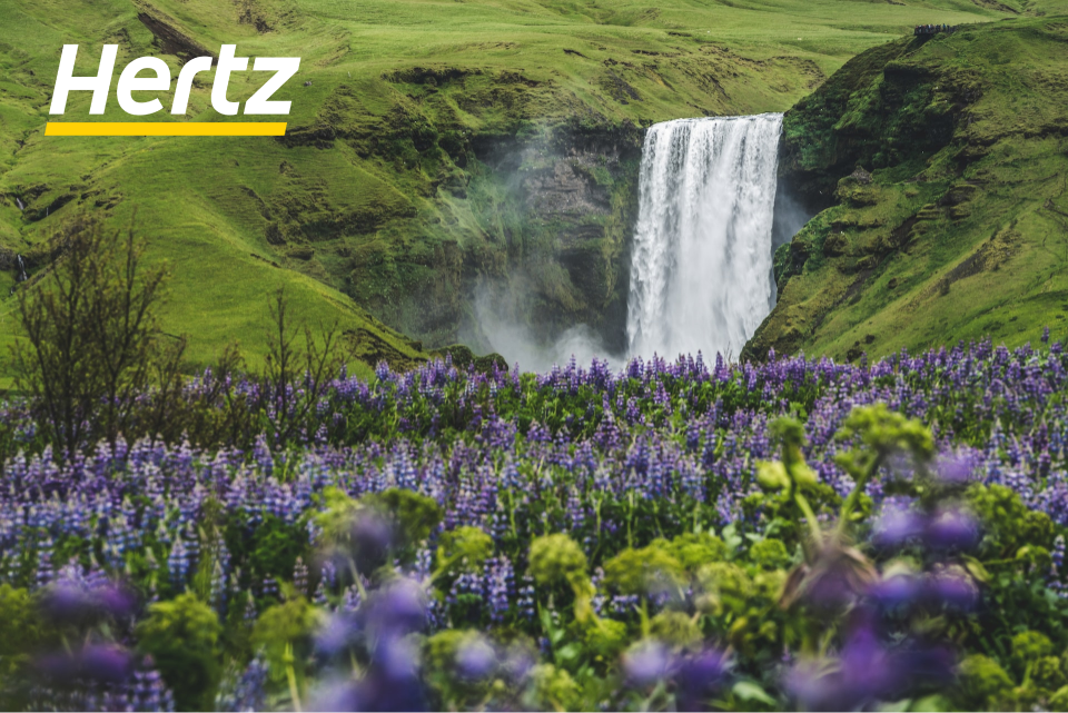 you can see lupines at many natural attractions in Iceland when visiting Iceland in June 