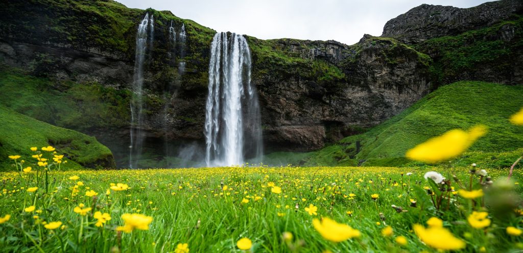 the green iceland summer view